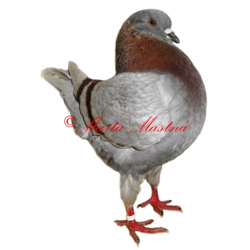 Samolepka holub king