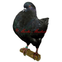 Samolepka holub king