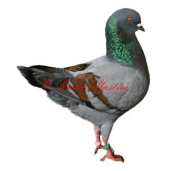 Samolepka holub modenka