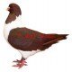 Samolepka holub moravský pštros