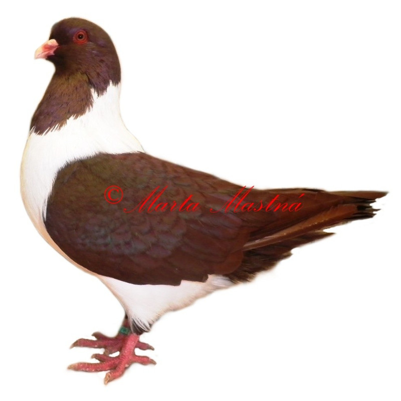 Samolepka holub moravský pštros