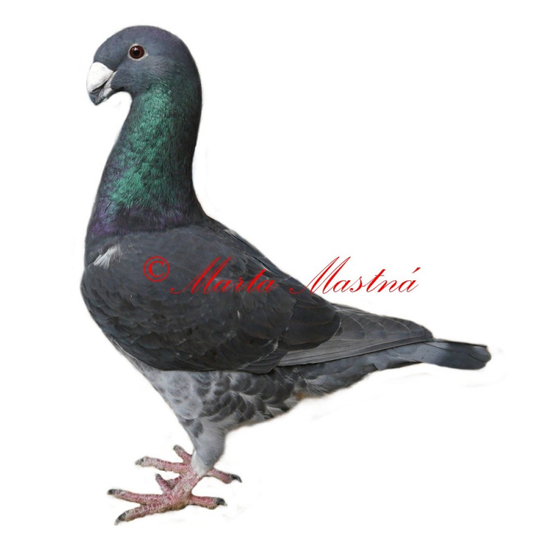 Samolepka holub německý výstavní