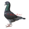 Samolepka holub německý výstavní
