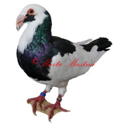 Samolepka holub norimberská bagdeta