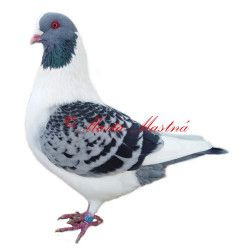 Samolepka holub prácheňský káník