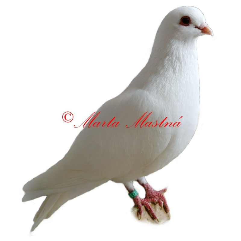 Samolepka holub rakovnický kotrlák