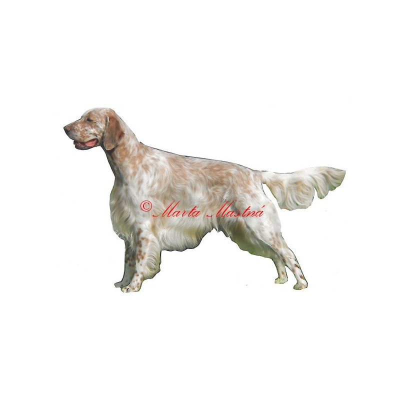 Samolepka anglický setr - archiv