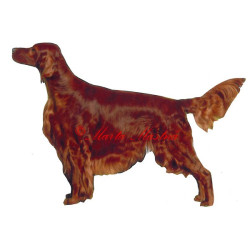 Irský setr - archiv