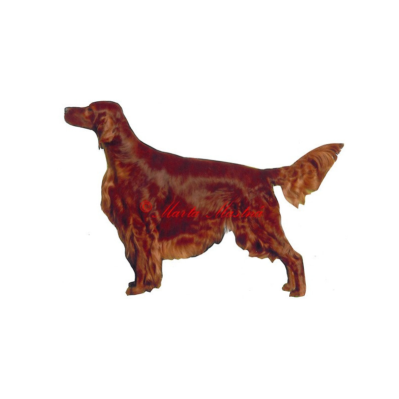 Irský setr - archiv