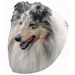 Samolepka kolie blue merle