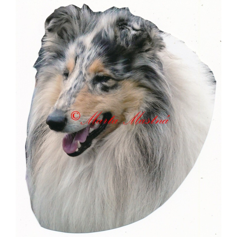 Samolepka kolie blue merle