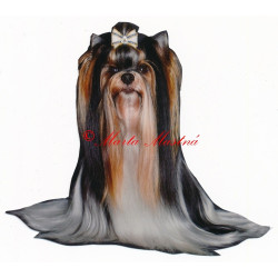 Samolepka biewer, jorkšír, yorkshire teriér