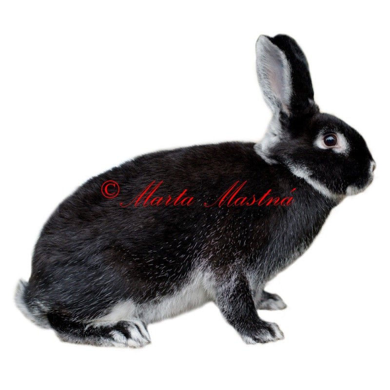 Samolepka králík bílopesíkatý