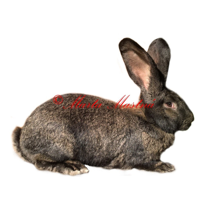 Samolepka králík belgický obr