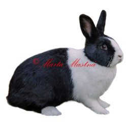 Samolepka králík holandský