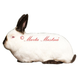 Samolepka králík kalifornský