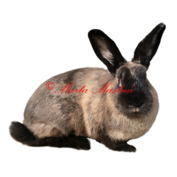 Samolepka králík kuní