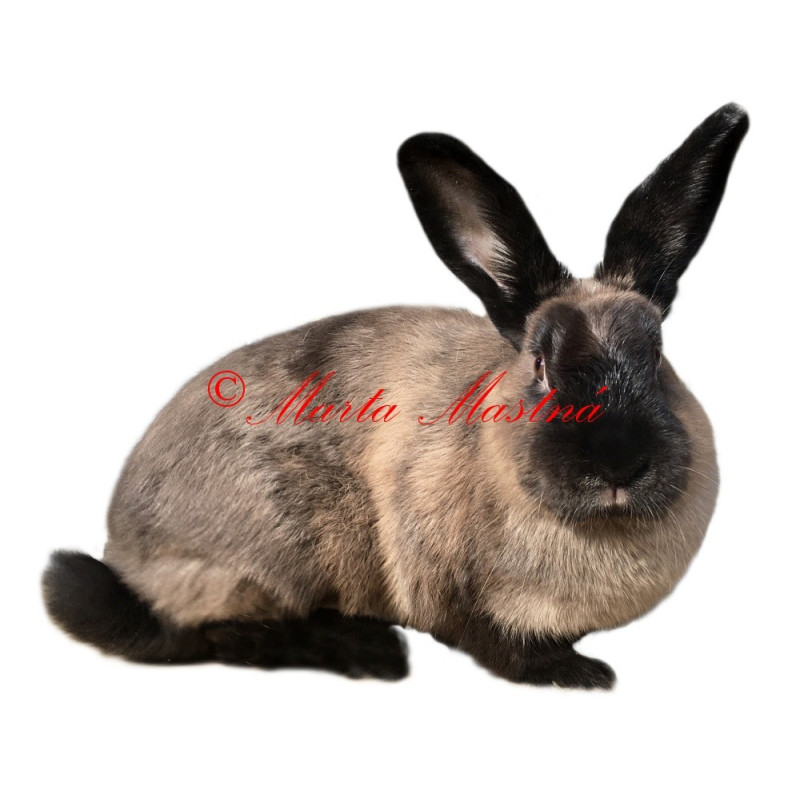 Samolepka králík kuní