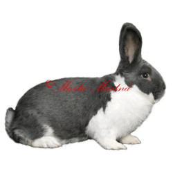 Samolepka králík meklenburský strakáč
