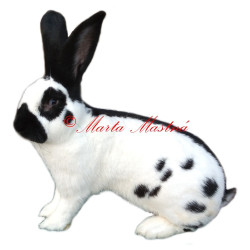 Samolepka králík německý obrovitý strakáč