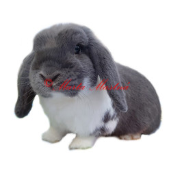 Samolepka králík zakrslý beránek