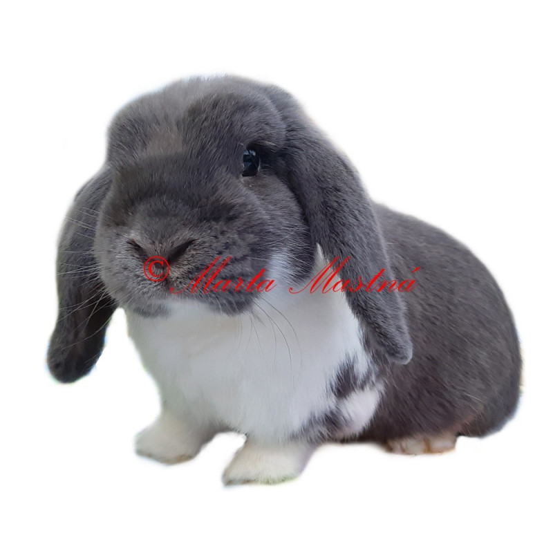 Samolepka králík zakrslý beránek