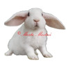 Samolepka králík zakrslý beránek rex