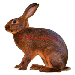 Samolepka králík zaječí