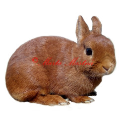 Samolepka králík zakrslý červený