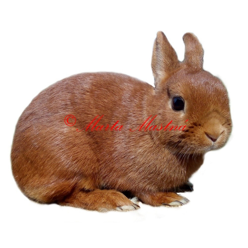 Samolepka králík zakrslý červený