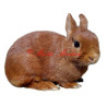 Samolepka králík zakrslý červený