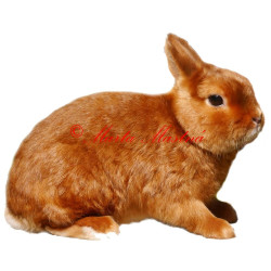 Samolepka králík zakrslý saténový červený