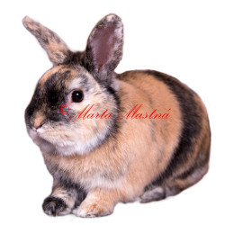 Samolepka králík zakrslý japonský, japanovitý