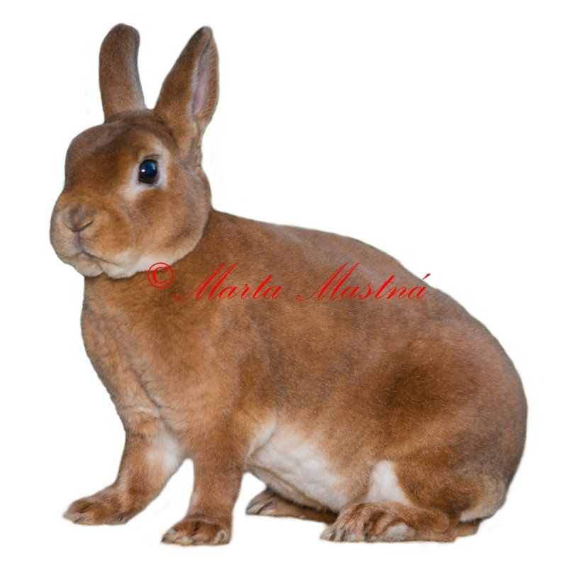 Samolepka králík zakrslý rex oranžový