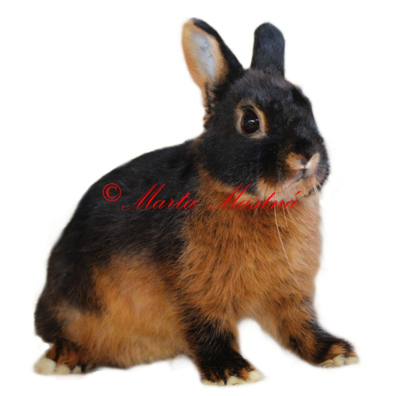 Samolepka králík zakrslý tříslový