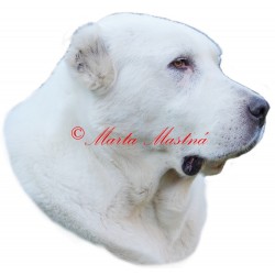 Samolepka asiat, středoasijský pastevecký pes, alabaj
