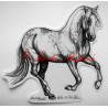 Samolepka kůň andaluzan, pura raza espaňola