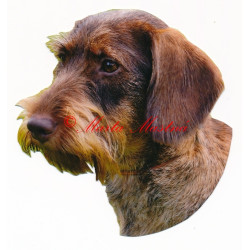 Samolepka jezevčík drsnosrstý hnědý