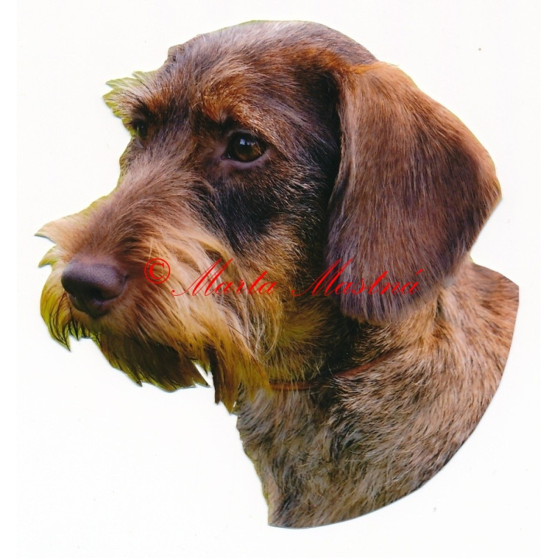 Samolepka jezevčík drsnosrstý hnědý