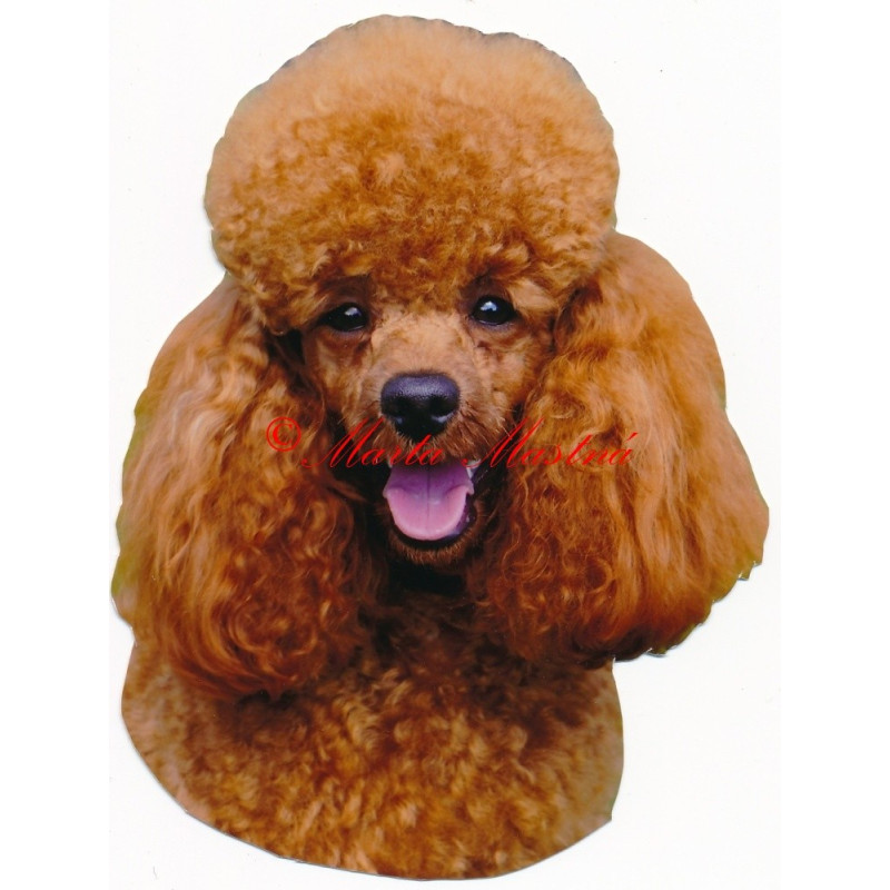 Samolepka pudl aprikot red