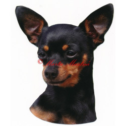 Samolepka pražský krysařík