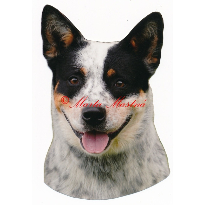 Samolepka australský honácký pes, honák