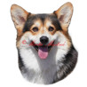 Samolepka velškorgi, welshcorgi