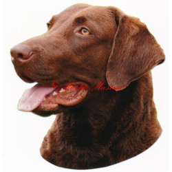 Samolepka chesepeake bay retrívr