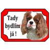 Tabulka kavalír king Charles španěl