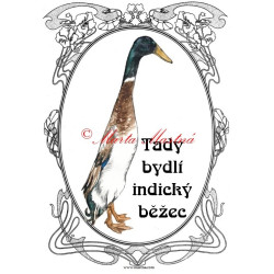 Cedulka drůbež, kachna indický běžec