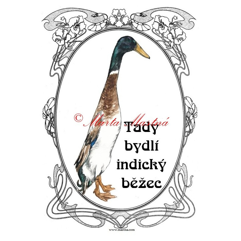 Cedulka drůbež, kachna indický běžec