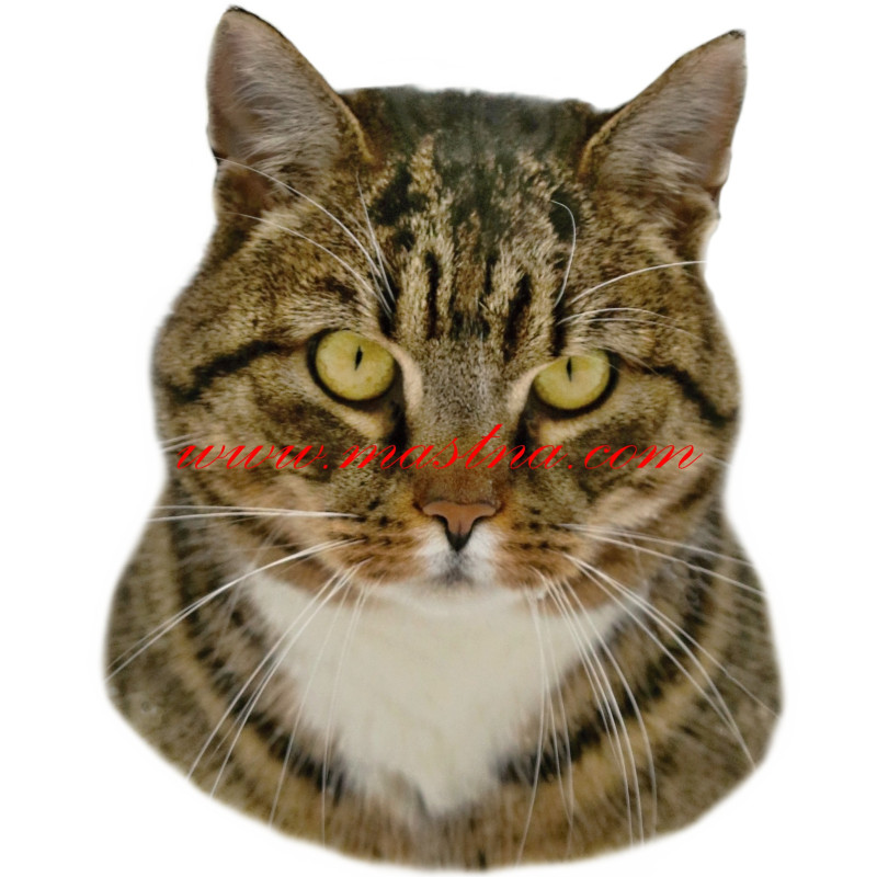 Samolepka kočka evropská