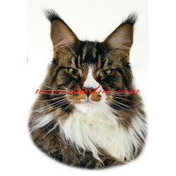 Samolepka kočka mainská mývalí