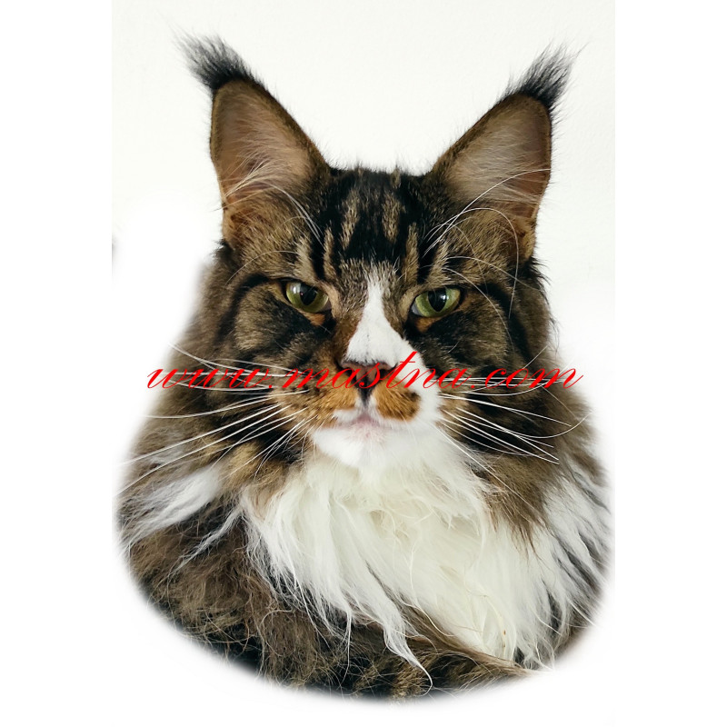 Samolepka kočka mainská mývalí